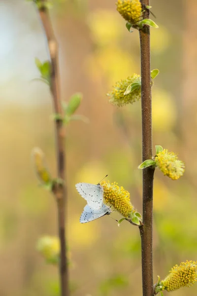 ホリーブルー セラスティナ アルギオラスの花の柳への給餌 — ストック写真