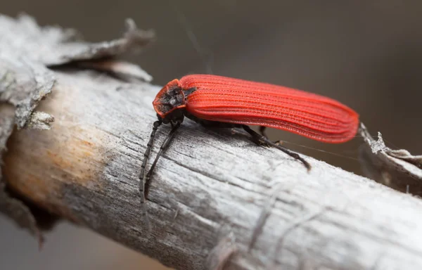 Besouro Asa Rede Dictyopterus Aurora Sobre Madeira Macrofoto — Fotografia de Stock