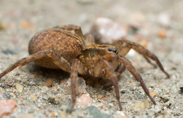 Makro Foto Trochosa Varg Spindel Marken — Stockfoto