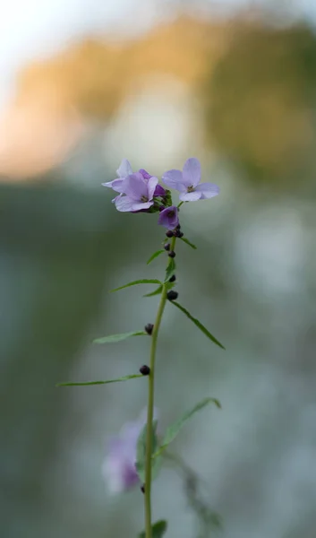 Blooming Coralroot Cardamine Bulbifera Photgraphed Early Morning — Stock Photo, Image