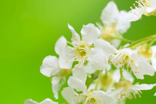 Bloeiende Vogelkers Prunus Padus Met Groene Achtergrond — Stockfoto