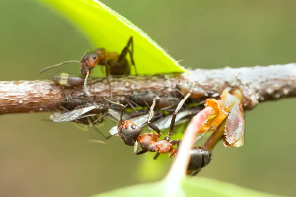 Symbiose Entre Fourmis Formica Pucerons — Photo