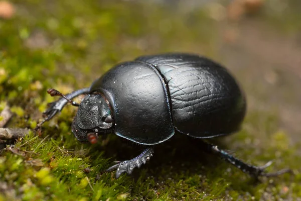 Dor Skalbagge Marken Makrofoto — Stockfoto