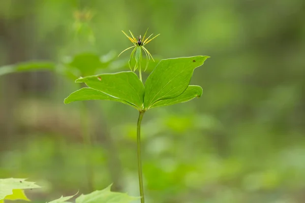 Herb Paris Paris Quadrifolia Αυτό Φυτό Είναι Δηλητηριώδες — Φωτογραφία Αρχείου