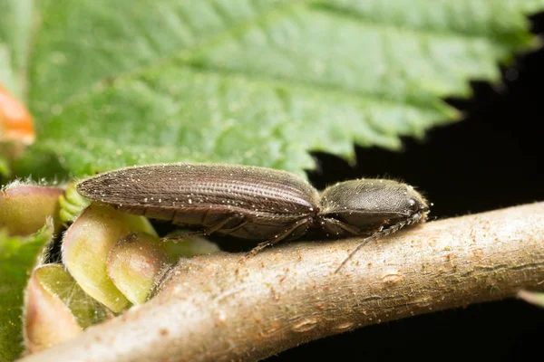 ブランチ上のアステラスクリック甲虫 — ストック写真