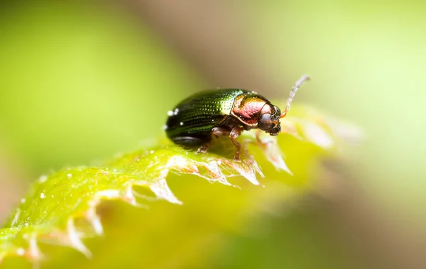 Wilgenvlo Kever Crepidodera Aurata Blad — Stockfoto