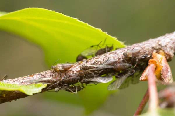 Aphids Birch Branch Copy Space Photo — Stock Photo, Image