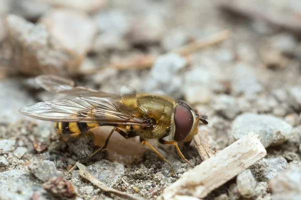 Çiçek Sineği Besleniyor Syrphidae Yerde — Stok fotoğraf