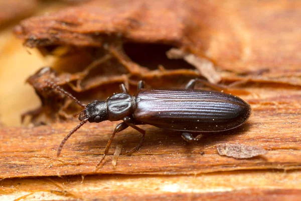 Pytho Depressus Dřevě Makro Foto — Stock fotografie