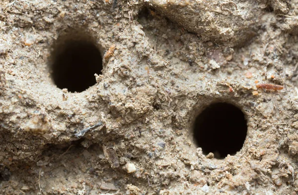 Gaten Zand Met Groene Tijgerkever Cicindela Campestris Larve — Stockfoto