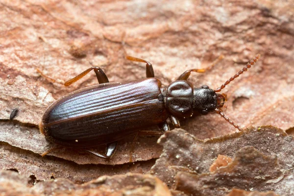 Pytho Depressus Wood Macro Photo — Stock Photo, Image