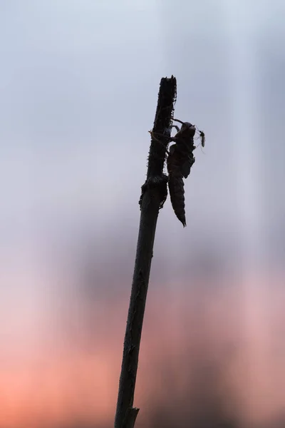 Yusufçuk Yumurtadan Çıktıktan Sonra Boş Yusufçuk Kabuğu — Stok fotoğraf