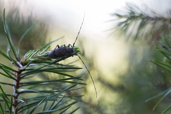 Käferweibchen Akanthocinus Aedilis Auf Kiefernzweig — Stockfoto