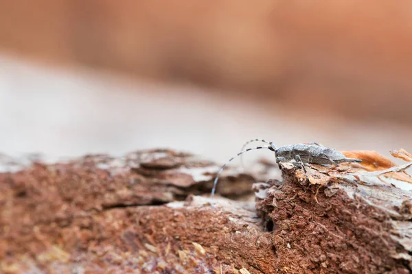 Käferweibchen Akanthocinus Aedilis Auf Kiefernstamm — Stockfoto