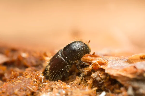 Ağaç kabuğu böceği, Scolytinae tahtada, çok yakın çekim ve yüksek büyütme.