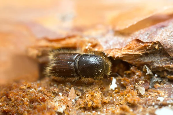 Bark Skalbagge Scolytinae Trä Extrem Närbild Med Hög Förstoring — Stockfoto