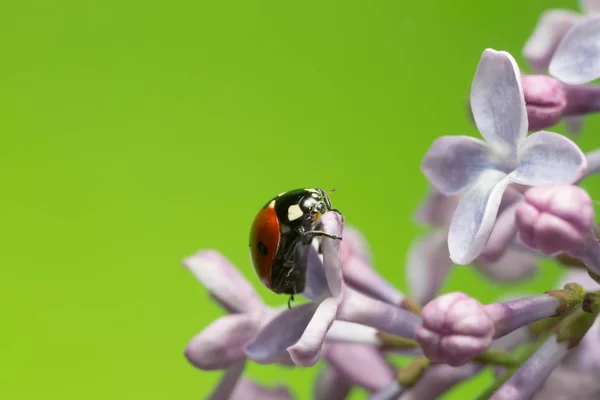 Yedi noktalı uğur böceği, Coccinella septempunctata leylak, fotokopi makinesinde kopyasal alan