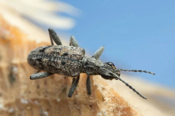 Pyrale Nervurée Inquisiteur Rhagium Sur Bois — Photo