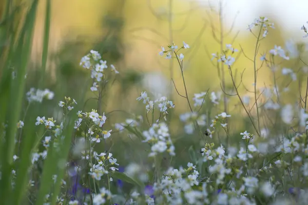 Flowers Vegetation Springtime — Stock Photo, Image