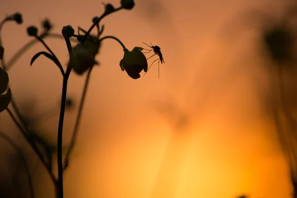 Mosquito Resting Buttercup Flower Sunset — Stock Photo, Image