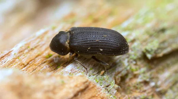 Woodboring beetle, Hadrobregmus pertinax on pine wood