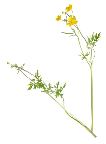 Creeping Buttercup Ranunculus Repens Isolado Fundo Branco — Fotografia de Stock