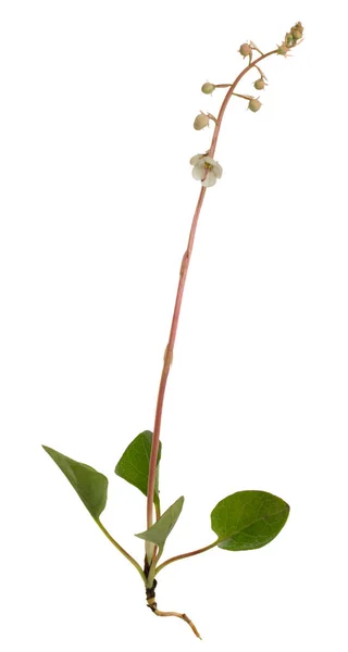 Leaved Wintergreen Pyrola Rotundifolia Isolated White Background — Stockfoto