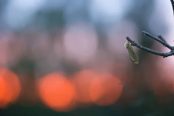 Gespenstermotte Hepialus Humuli Ruht Sonnenuntergang — Stockfoto