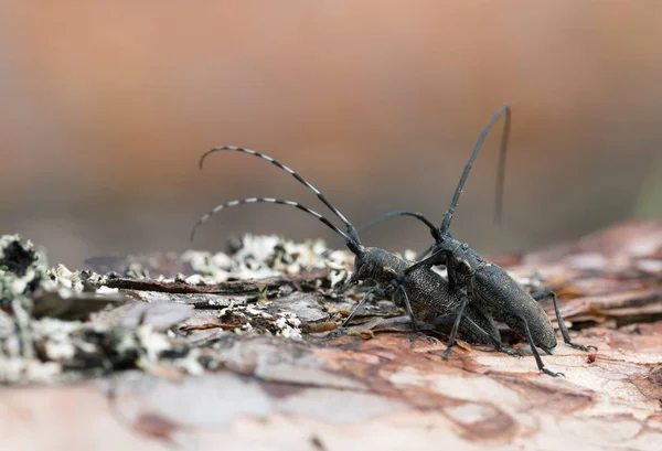 Aserraderos Pino Apareamiento Monochamus Sutor Madera Pino —  Fotos de Stock