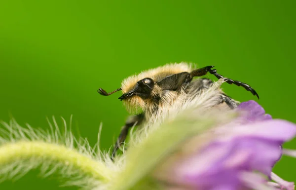 Пчелиный Жук Trichius Fasciatus Полевом Чесотке — стоковое фото