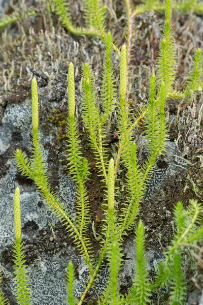 Stiff Clubmoss Lycopodium Annotinum Frente Roca Con Liquen —  Fotos de Stock