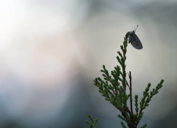 Brownie Resting Heather Reflections Background — Stok fotoğraf