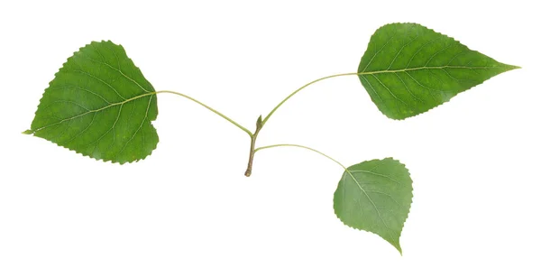 Balsam Poplar Populus Balsamifera Twig Isolated White Background — стокове фото