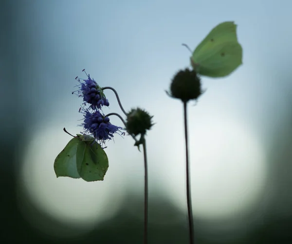 Common Brimstones Gonepteryx Rhamni Resting Devil Bit Succisa Pratensis Twilight — Stock Photo, Image