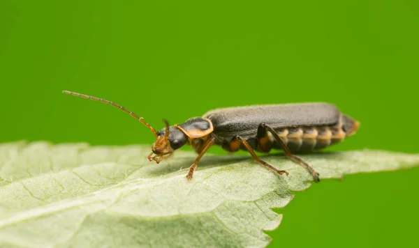 兵士甲虫 葉の上のカナリスのオブスクラ — ストック写真