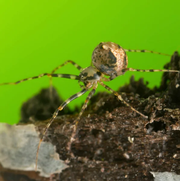 Korsan Örümceğin Macro Fotoğrafı Ero Tahtada — Stok fotoğraf