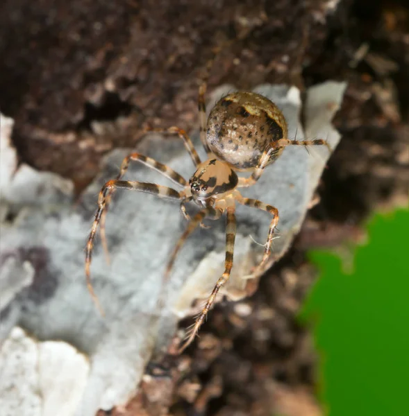 Makro Foto Pirátského Pavouka Ero Dřevě — Stock fotografie