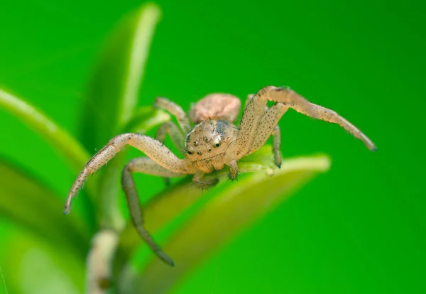 Xysticus Ulmi Φύλλα Δαμάσκηνου — Φωτογραφία Αρχείου