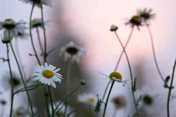 Beautiful Photo Blooming Oxeye Daisies Sunset Late Summers Day — 스톡 사진