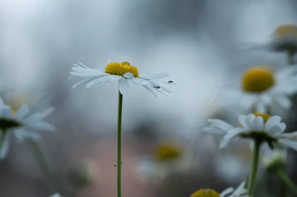 Bela Foto Margaridas Oxeye Florescendo Com Gotas Água — Fotografia de Stock