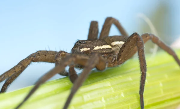 Araña Balsa Dolomedes Fimbriatus Macro Foto —  Fotos de Stock