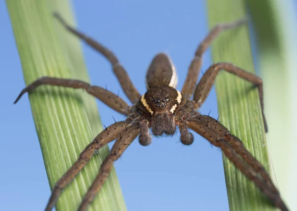 Raft Αράχνη Dolomedes Fimbriatus Φωτογραφήθηκε Μπλε Φόντο — Φωτογραφία Αρχείου