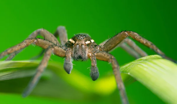 Αράχνη Σχεδίασης Dolomedes Fimbriatus Μακροφωτογραφία — Φωτογραφία Αρχείου