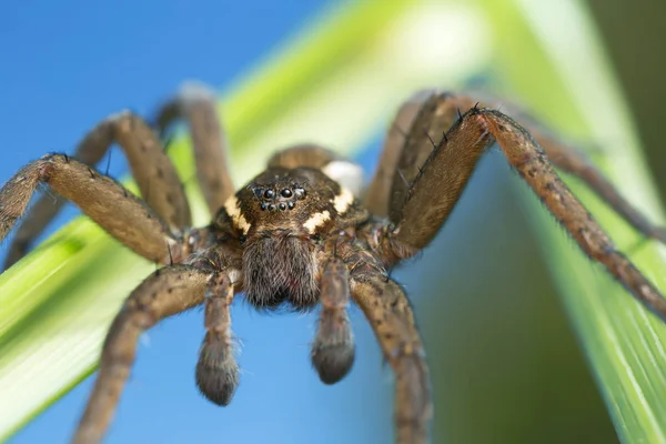 Αράχνη Σχεδίασης Dolomedes Fimbriatus Μακροφωτογραφία — Φωτογραφία Αρχείου