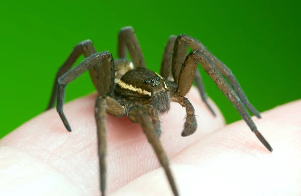 Ιπτάμενη Αράχνη Dolomedes Fimbriatus Ανθρώπινο Δέρμα — Φωτογραφία Αρχείου
