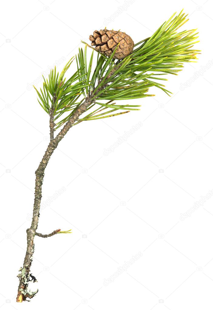 Dry pine cone and needles on a twig isolated on white background