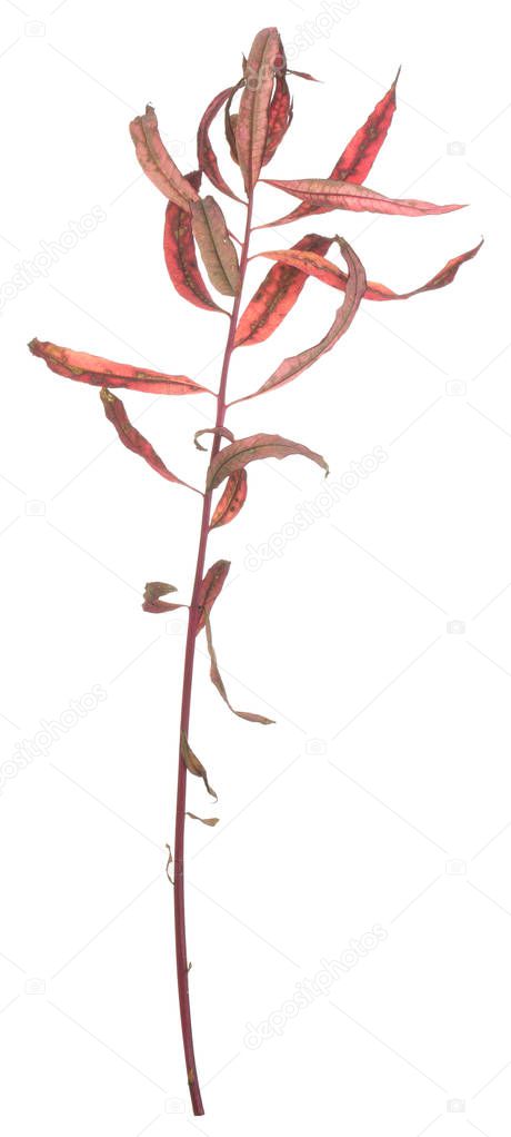Overblown fireweed, Chamerion angustifolium isolated on white background