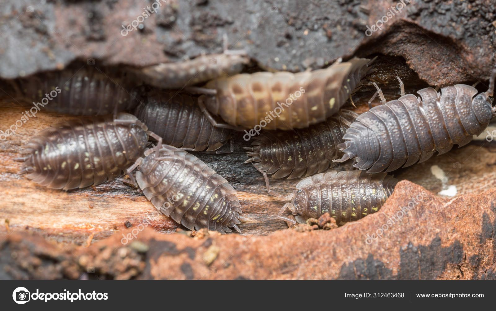 212 Woodlice Stock Photos Free Royalty Free Woodlice Images Depositphotos