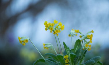 Cowslips 'in güzel fotoğrafı, Primula veris 