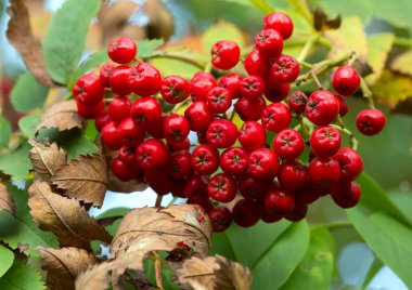 Rowan, üzümlü Sorbus aucuparia dalı